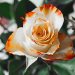 rose-yellow-flower-petals-60909